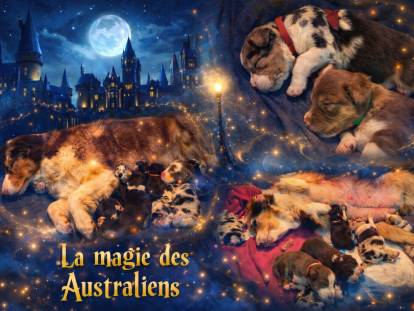 La Magie des Australiens