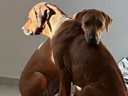 The Best of Farmdream