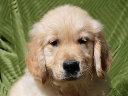 Les Prairies de Lagarde