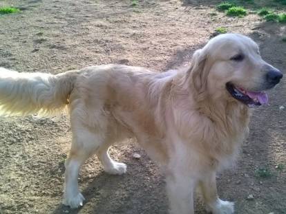 La Maison des Retrievers