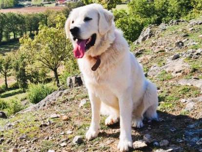 GAEC du Château d'Alboy