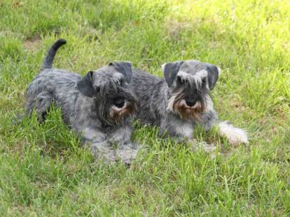 Mellan Schnauzers