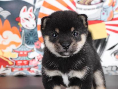 Kawaii Mame Shiba