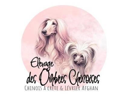 Des Ombres Chinoises