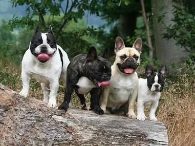Domaine Rosaris Elevage De Bouledogue Francais A Petit Thier Vielsalm