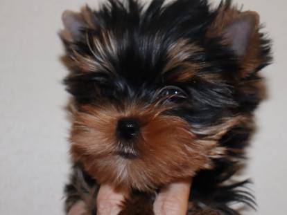 Yorkshire Terrier caract re ducation sant entretien prix