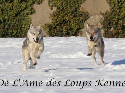 De l'&Acirc;me des Loups