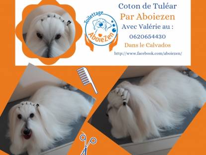 A Tout Chat Et Chien Toiletteur Canin à Caen