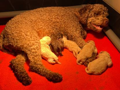 De la Constellation du Lion