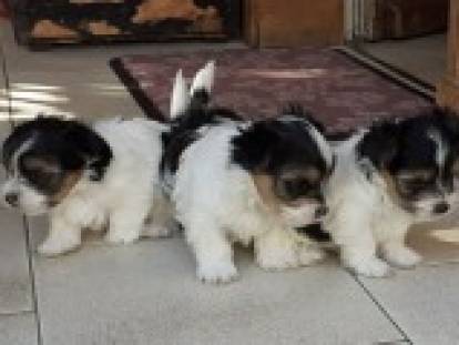 Véronique Schlecht Godard