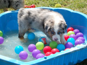 Adopter Un Berger Australien Annonces Berger Australien à