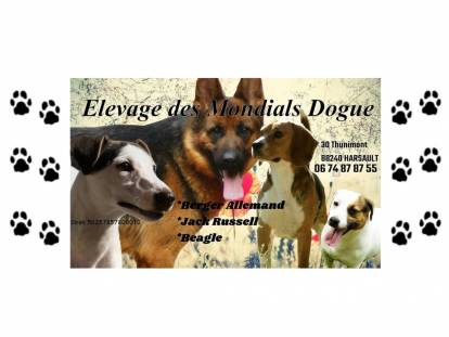 Mondials Dogue Elevage De Jack Russell A Harsault