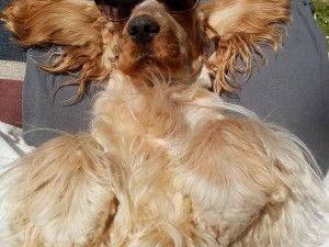 Kennel clos de la diablesse