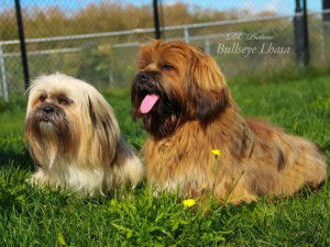Bullseye Lhasa