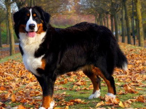 Lord Of Berners Elevage De Bouvier Bernois A Denee