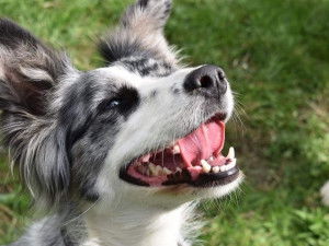 Le Pt Élevage du Géron