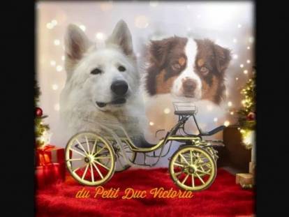 Du Petit Duc Victoria