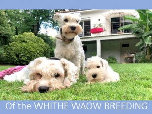 Of the White Waow Breeding
