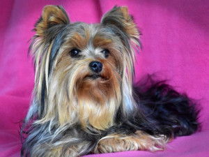 Du Moulin de Caveaumont