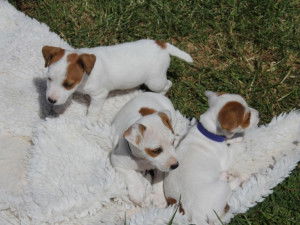 Du Champ De L'Ormeau