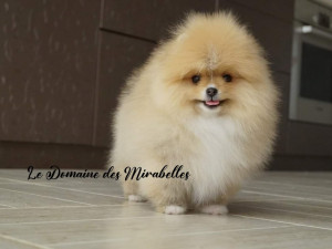 Loulou pomeranian cheap