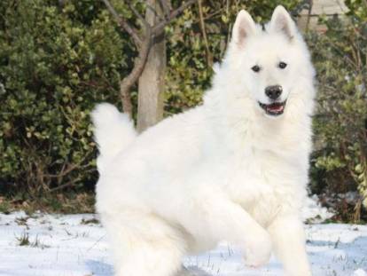 The Green Valley of Wolves