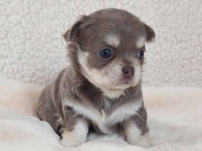 Les Chouchous de Delphine