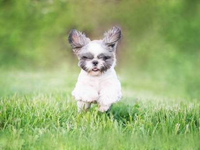 Shih Tzu Adoption Quebec Ontario