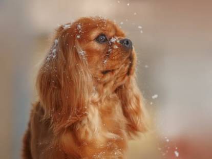 Des Marais De Brêmes