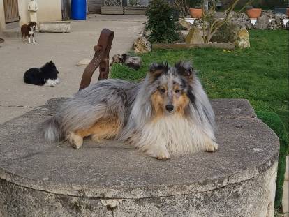 Des Molosses de Timoulys