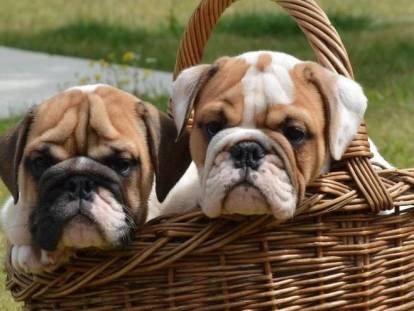 Le Temple du Bouledogue Anglais