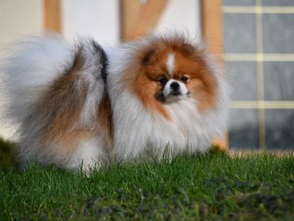 From Love Of Fairypoms