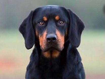 Les Kopov De La Gare