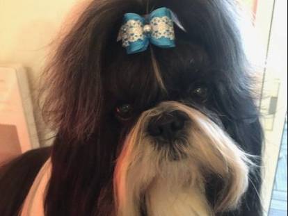 Des Tib&eacute;tains Des Corbi&egrave;res