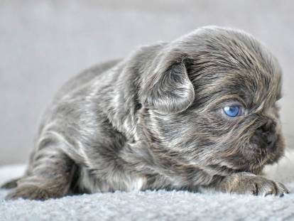 La Maison du Bouledogue