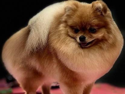 Des Cotons de Soie D’Or