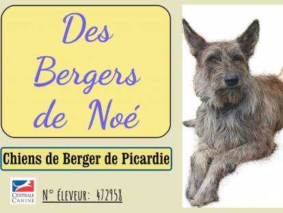 Des Bergers de Noé