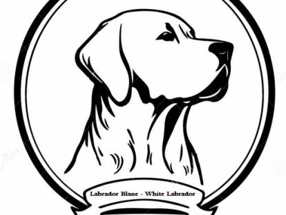 Labrador Blanc White Labrador