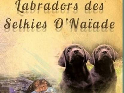 Des Selkies O'Naïade