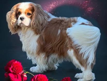 Du Domaine du Quinquis