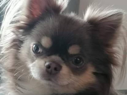 Of Wizards World Chihuahuas