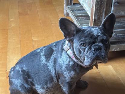 Chez Lily Bouledogue Français