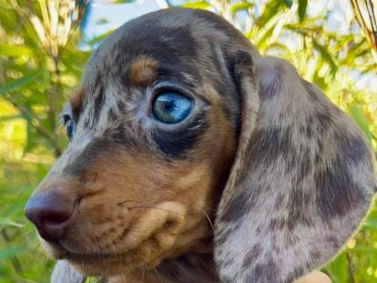 Les Pépites de la Bergerie