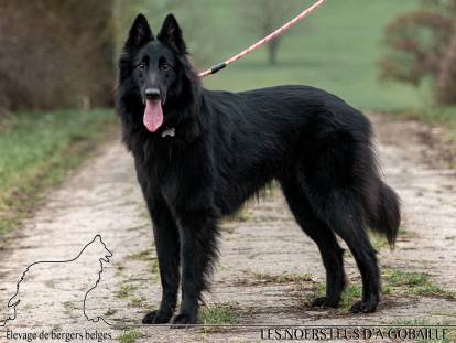 Les Noers Leus D'a-Gobaille