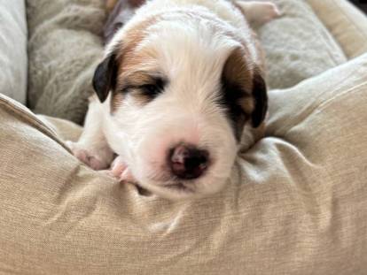 La Maison des Borders