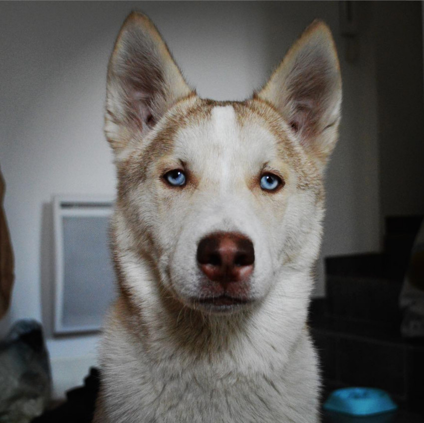 Instinct de chasse ? - Comportement du chien
