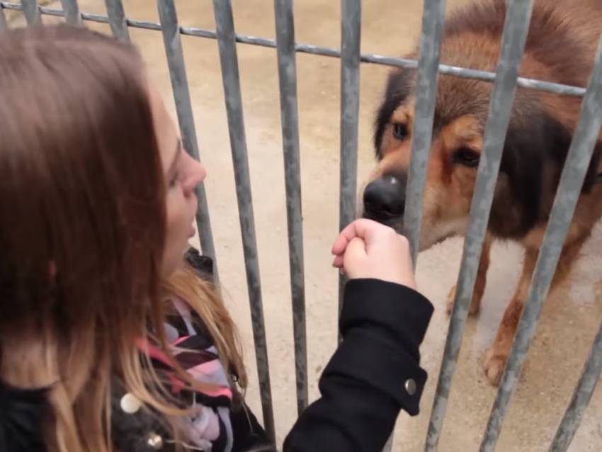 Pourquoi adopter un chien (vidéo)