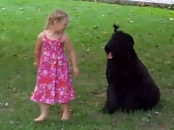 Le Terrier Noir Russe Un Animal Affectueux Mais Exigeant