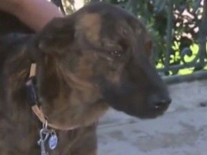 Cursinu Caractère Et éducation Santé Et Entretien Prix