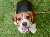 La confirmation : faire confirmer le pedigree de son chien